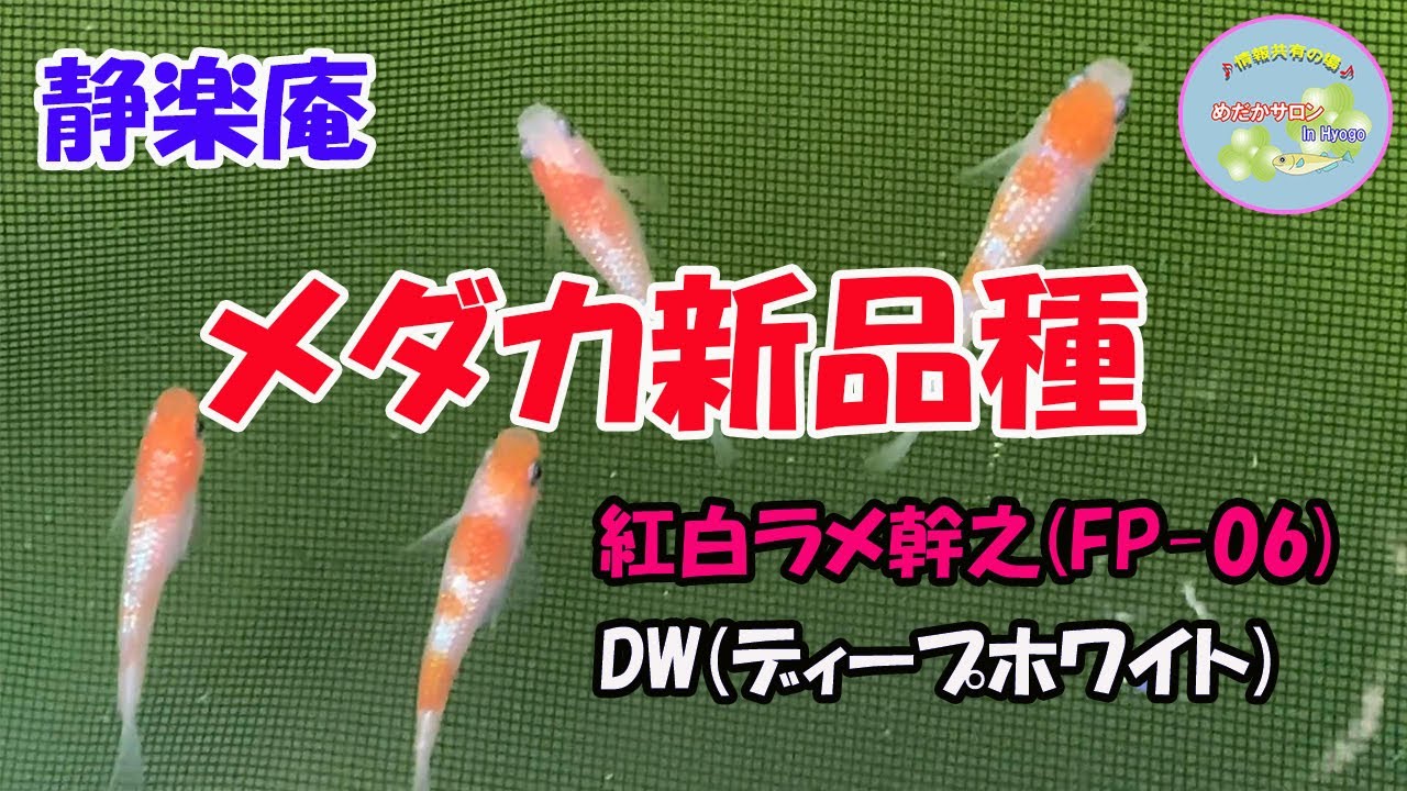 第83回 【静楽庵 メダカ新品種紹介】