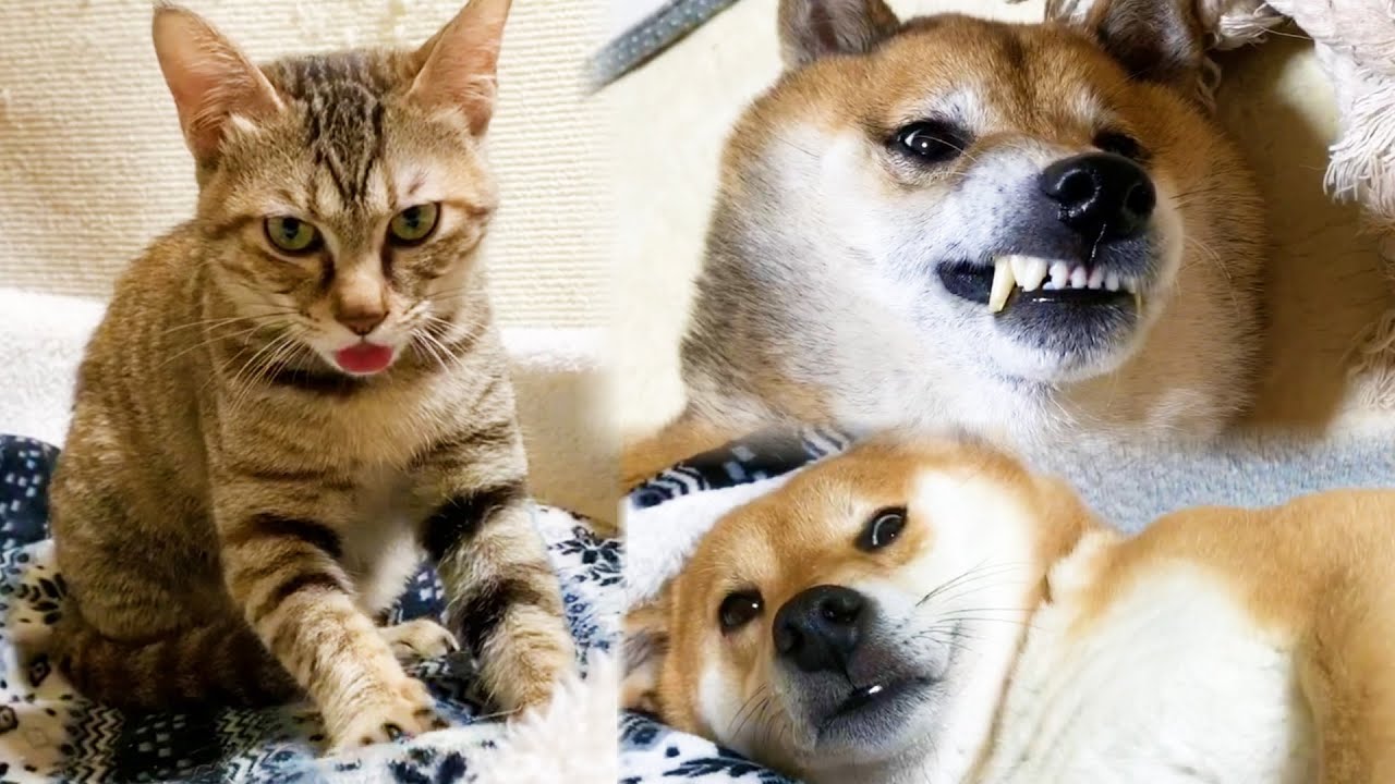 柴犬と猫のクセが強いんじゃあ～♥　They have a distinct personality