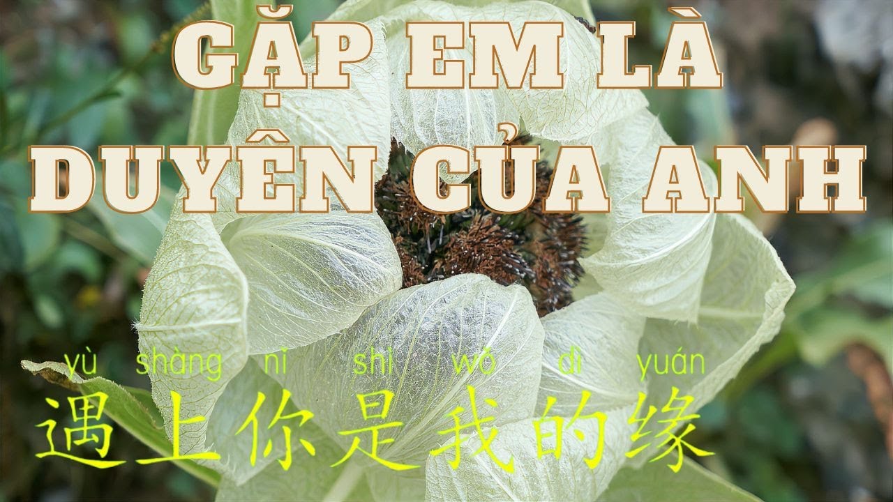 duyên | của anh mới gặp được em, trải nghiệm ca khúc đầy mê “遇上你是我的缘”