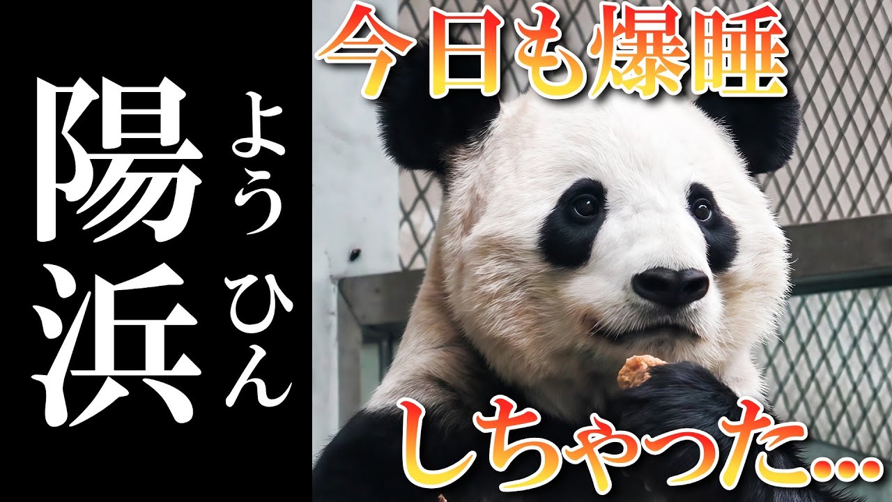 15時半まで爆睡！ 遅めのランチ&リンゴでご満悦な陽浜ちゃん♪🍎