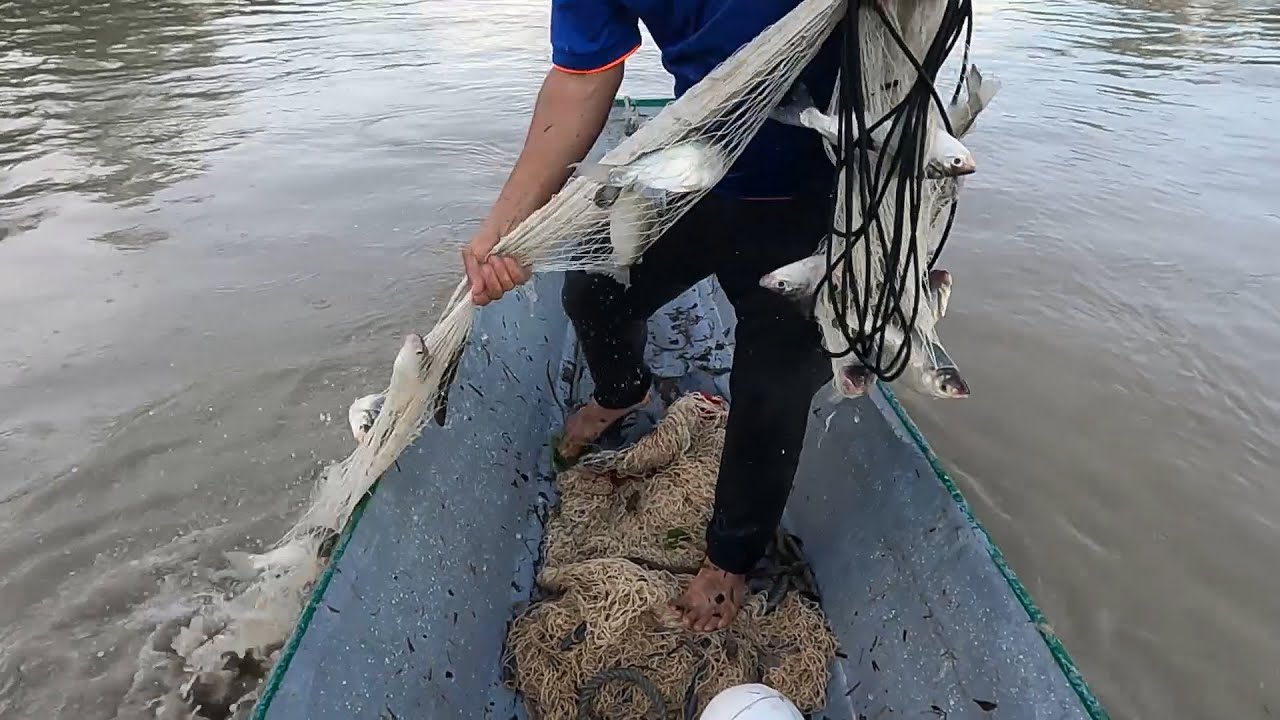La mejor pesca con atarraya que hemos hecho !
