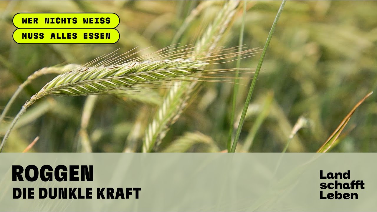Roggen &ndash; die dunkle Kraft