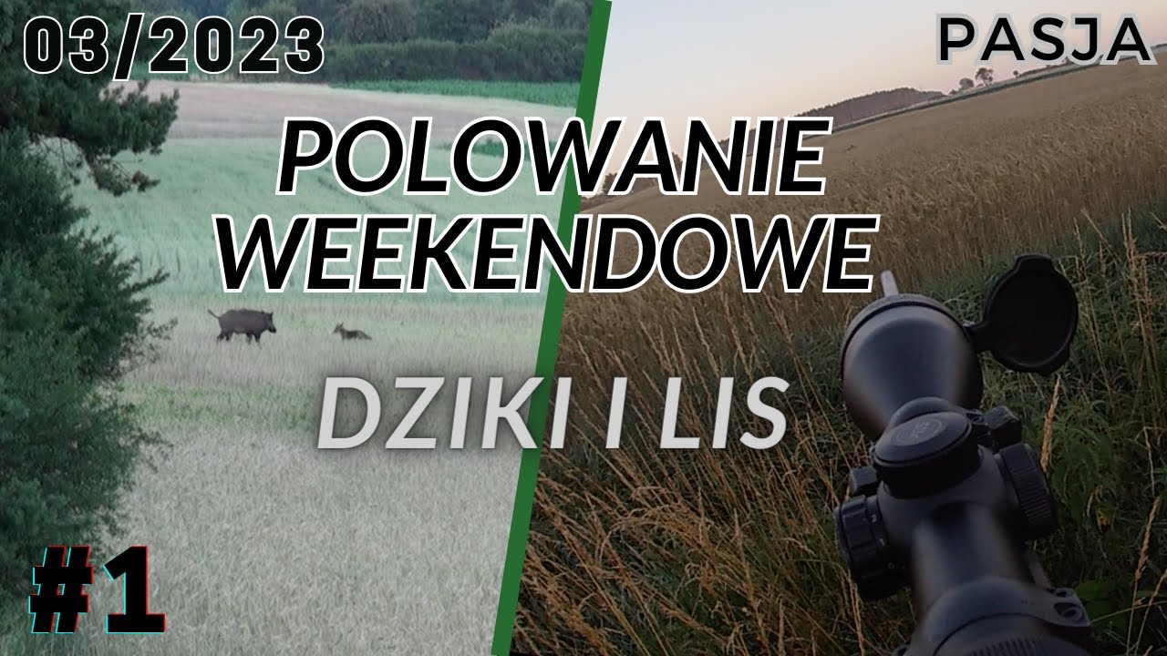 Polowanie weekendowe cz 2 Dziki i Lis