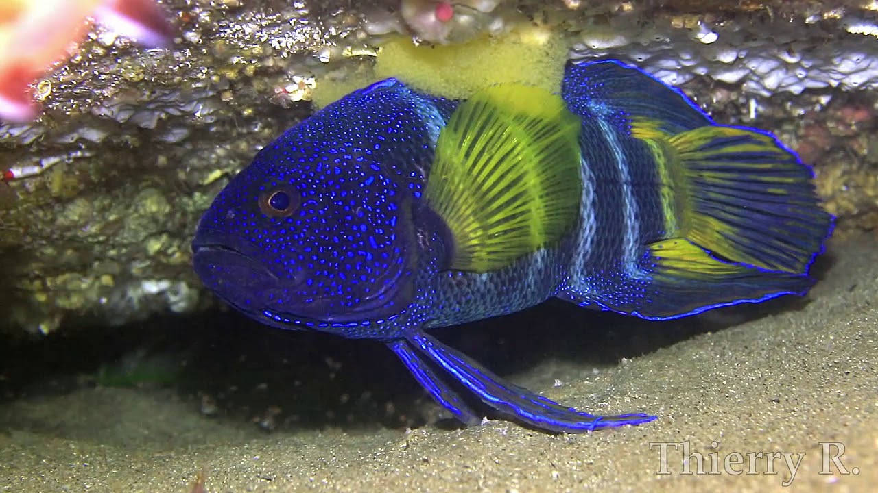 Eastern Blue Devil Fish with Eggs, Paraplesiops bleekeri, Sydney, Australia