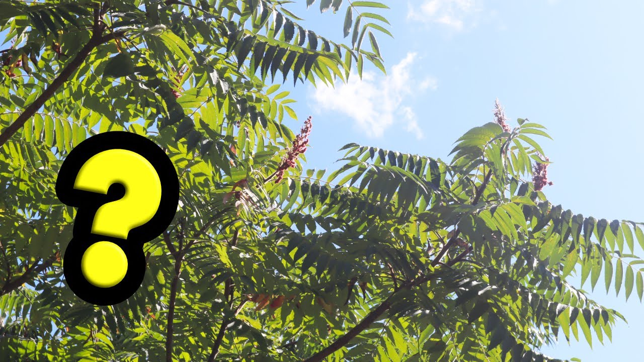 This NATIVE Tree Can Help With NATURAL Pest Control!! Staghorn Sumac