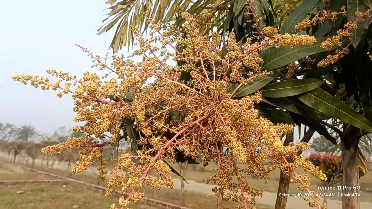 রাসুল নামের ❀ ফুল ফুটেছে মরু সাহারায়।