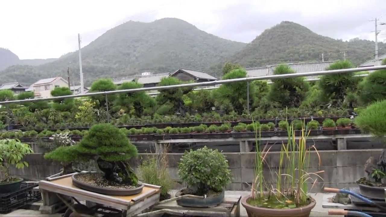 (HD162) début du travail des bonsai à syunsyou-en - ST 2013 - J2