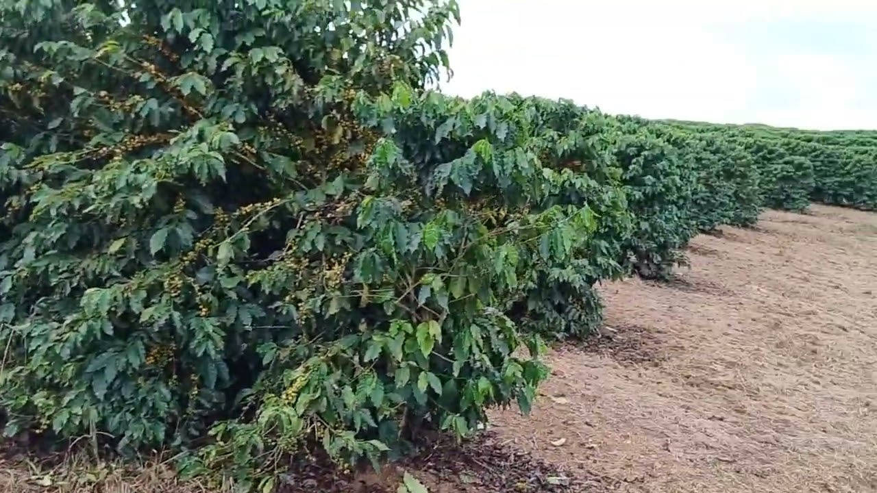 isso tá cada vez mais complicado de colher café com esse povo aqui tá louco
