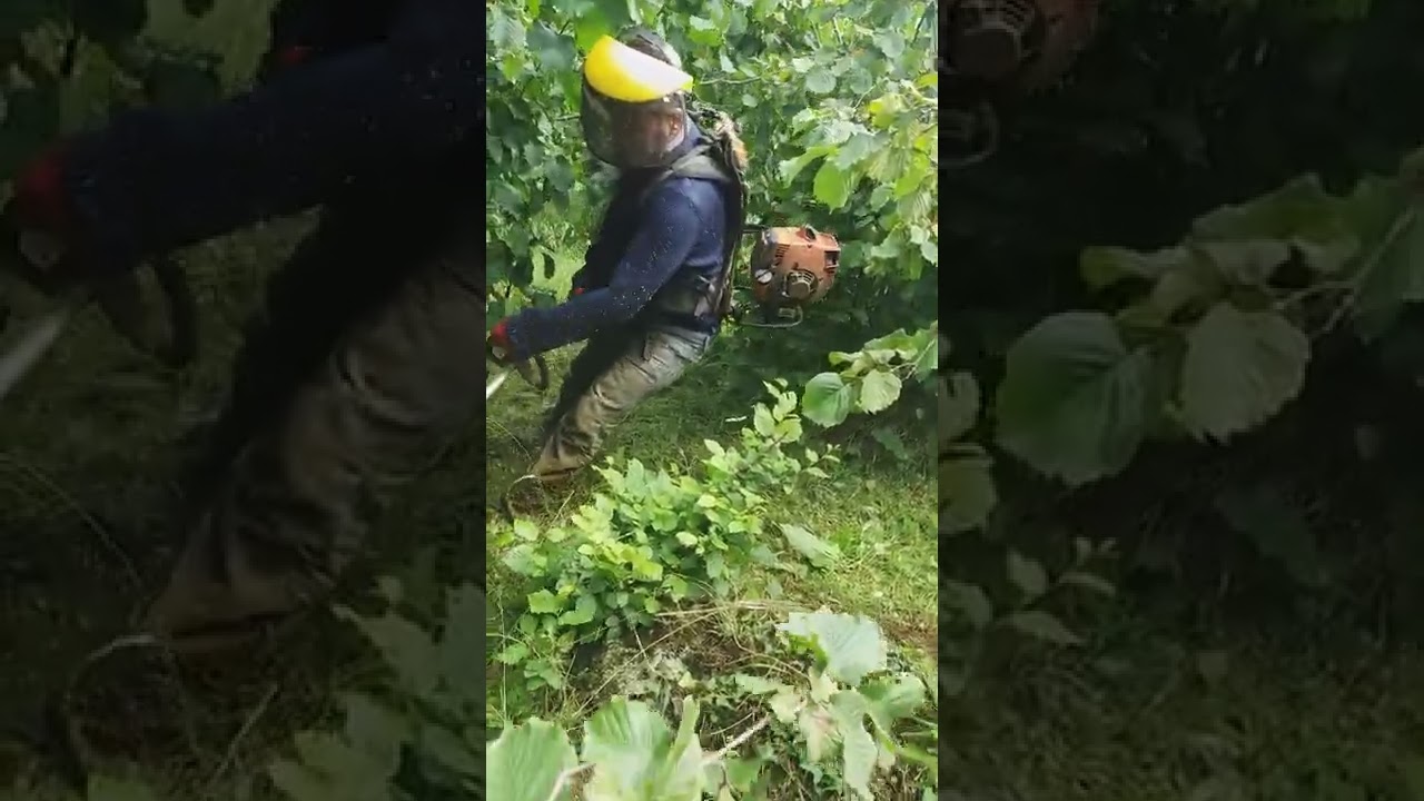 ya bismillah dedik.fındık ici ot bicmeye başladın fındık dalları yerde sitil motorla zorlandık bitti