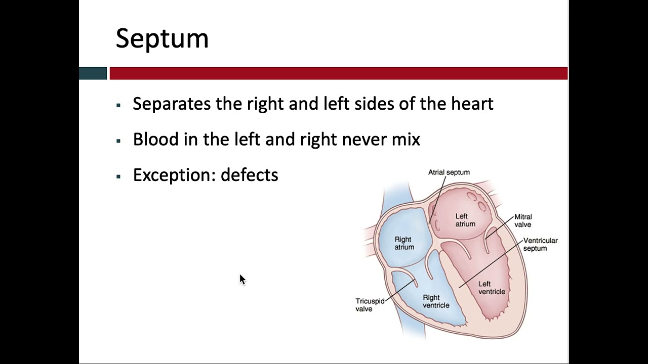 Heart Chambers and Valves