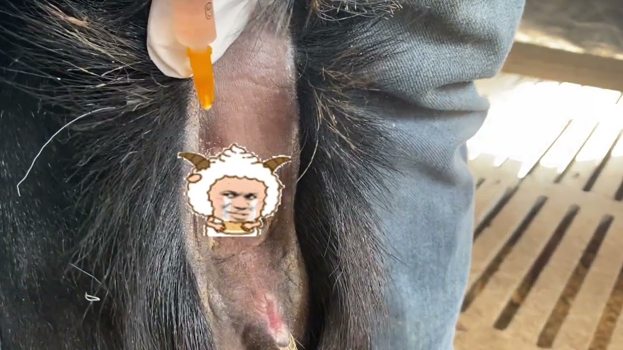 农场给羊群做小反刍羊痘二联疫苗的技术杠杠的，这手法练出来了