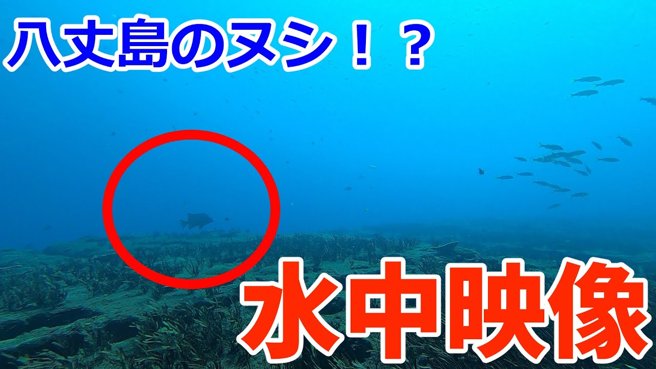 GoPro沈めたらデッケェ魚映った！！！！！【八丈島/八重根港】