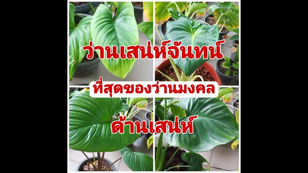 ว่านเสน่ห์จันทน์ทั้ง ๕ ว่านแท้ในตำรา มีตัวไหนบ้างมาดูกัน วรากรสมุนไพร ไอดีไลน์ herbsddd