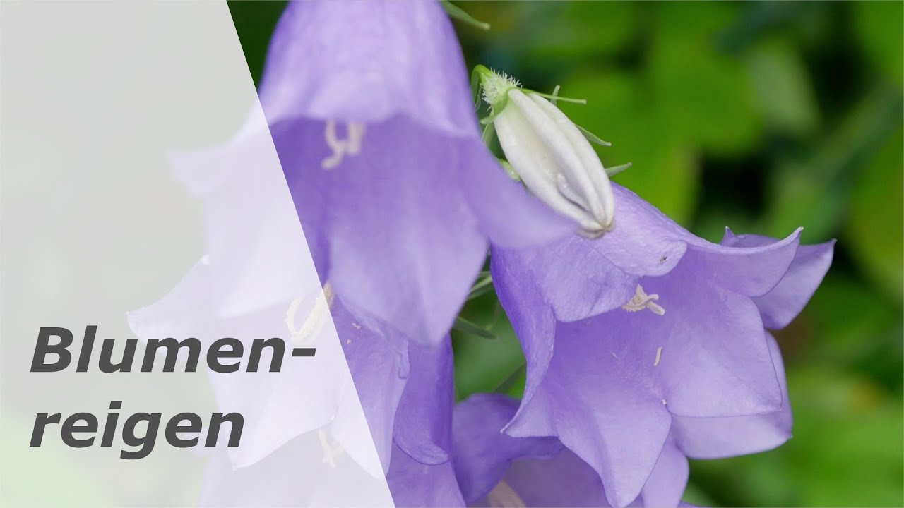 Mitten im Winter: Blumenreigen
