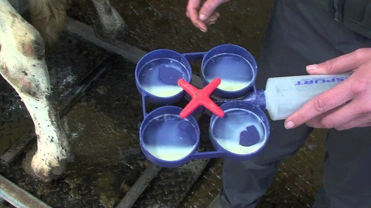 California Mastitis Test (CMT)