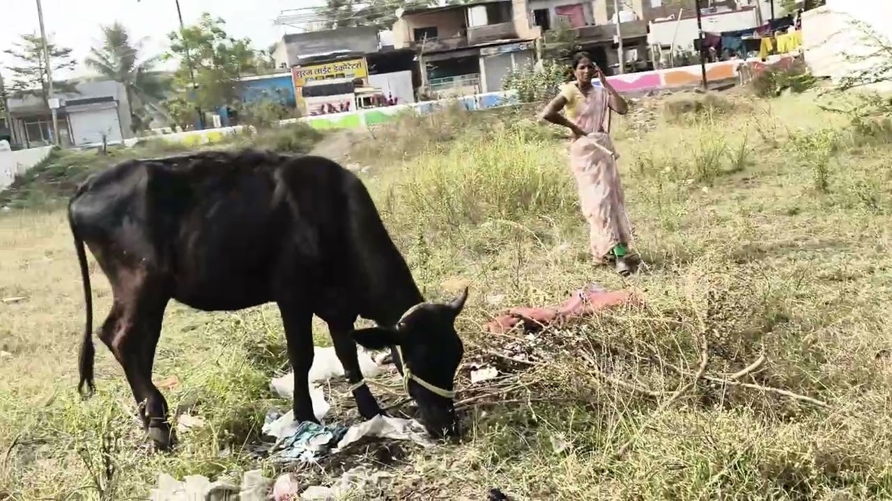 #hamba #cow #ox #kidsvideo #gaiya 