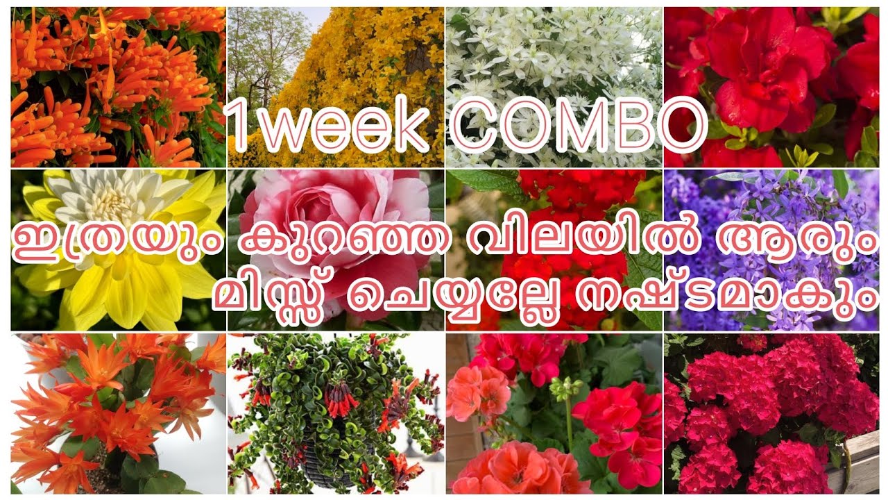 1week  combo ഇത്രയും കുറഞ്ഞ വിലയിൽ കൈ നിറയെ ചെടികൾ ആരും മിസ്സ്‌ ചെയ്യല്ലേ 😱😱😱😱😱💚💚❤️❤️❤️💥💥💥🌿🌿