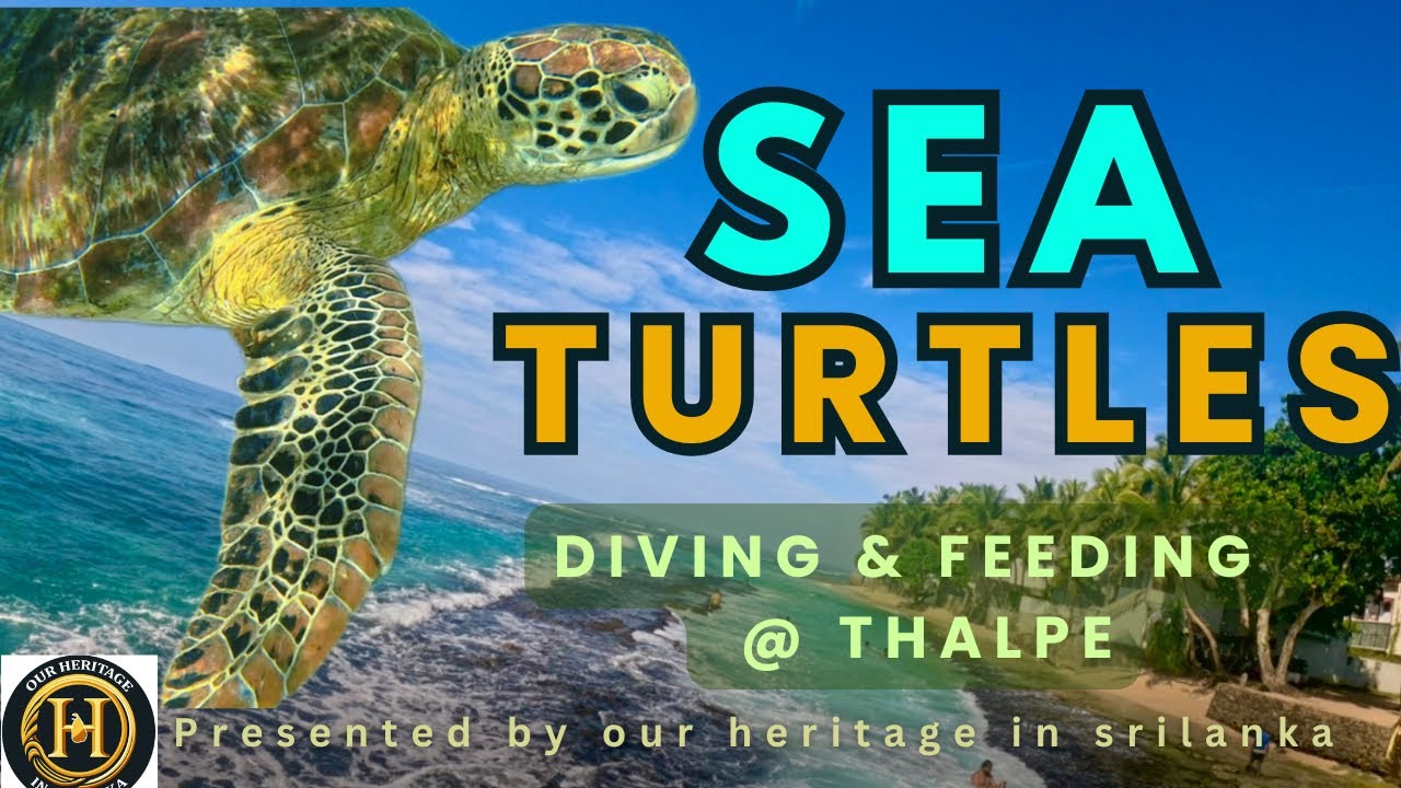Sea Turtles at Thalpe 🇱🇰🌊🐢❤️#travel #srilanka #thalpe #turtle #feeling #diving #explore #sea#video