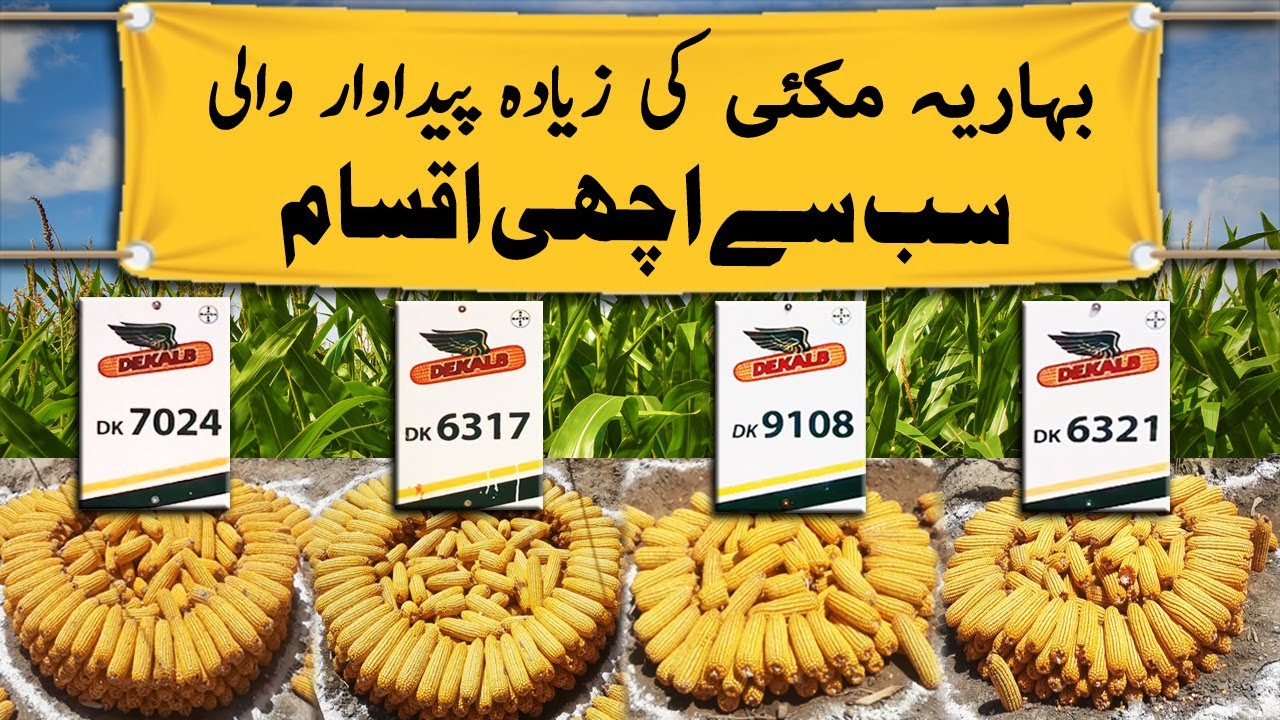 Best Spring Maize Hybrid Varieties || Crop Reformer