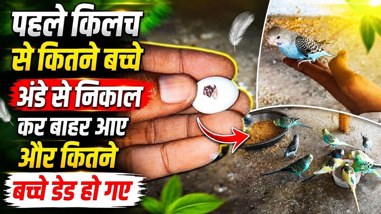 कितने अंडे से बच्चे बाहर आए और कितने अंडे खराब हुवे ll Lucknow Video Budgies Parrot 