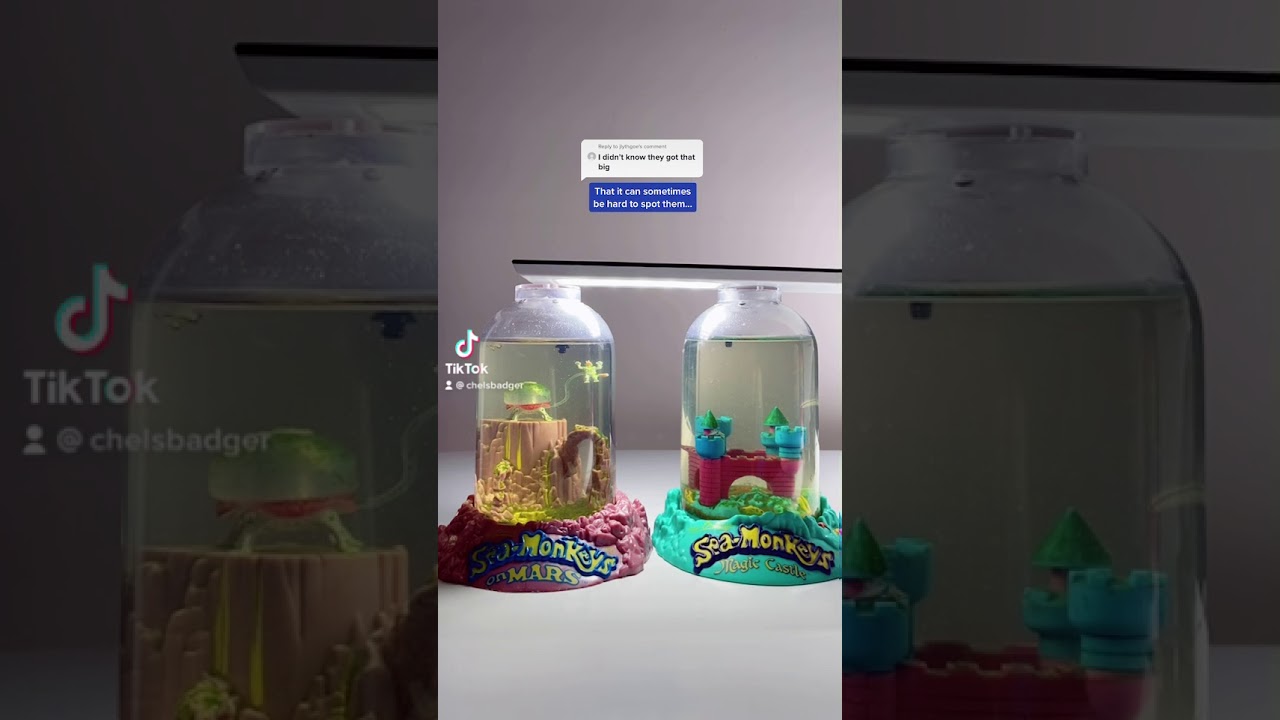 How big can Sea-Monkeys grow?