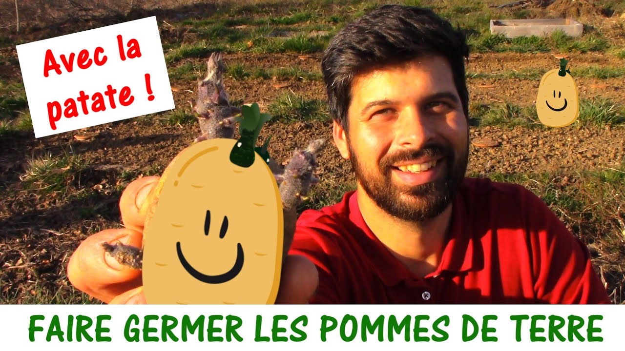 FAIRE GERMER SES POMMES DE TERRE