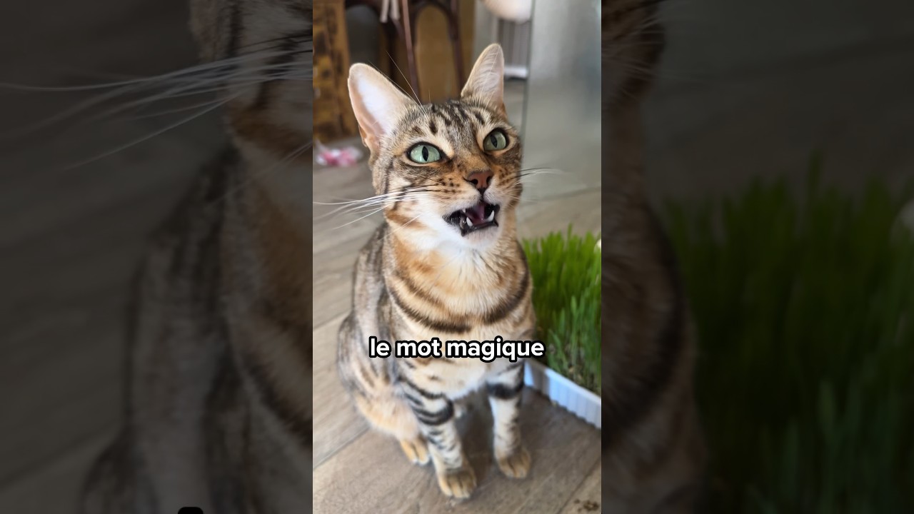 Le SECRET pour comprendre TOUT ce que ton chat te dit 😻🫢 #shorts #chat