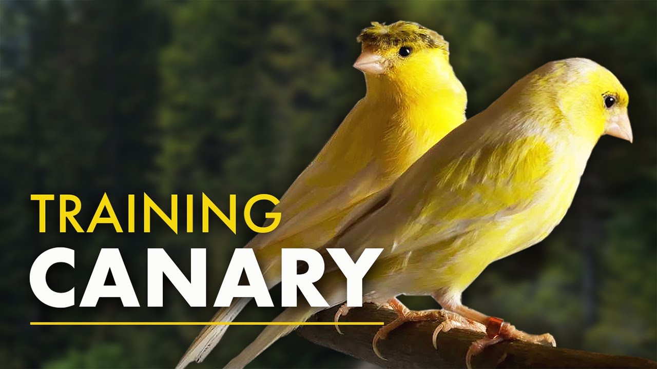 Canary The Best Singing - 12h Training Song