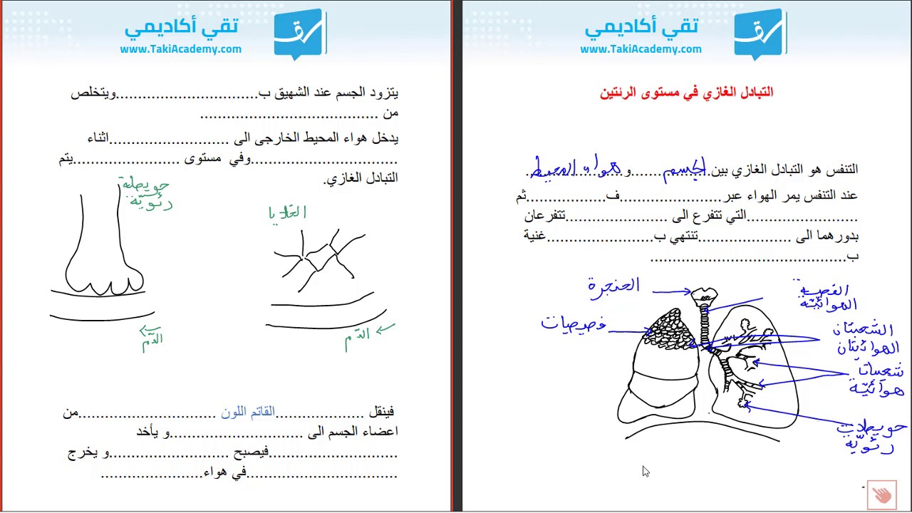 السادسة إبتدائي | المحور الأوّل: الهواء و التنفّس | الجهاز التنفسي للانسان