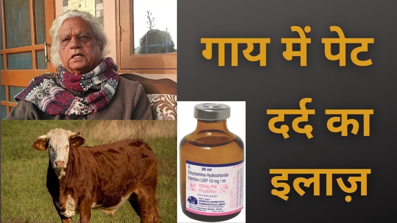 गाय में पेट दर्द का इलाज़ | Stomach Pain in Cattle Treatment | Ridalpin by KAPL