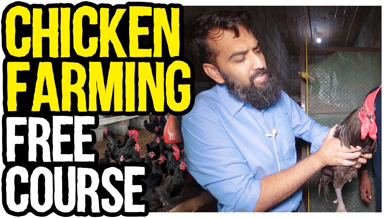 How to Raise Chicken | Best Educational Advice for raising Chicken | Chicken Farming Free Course