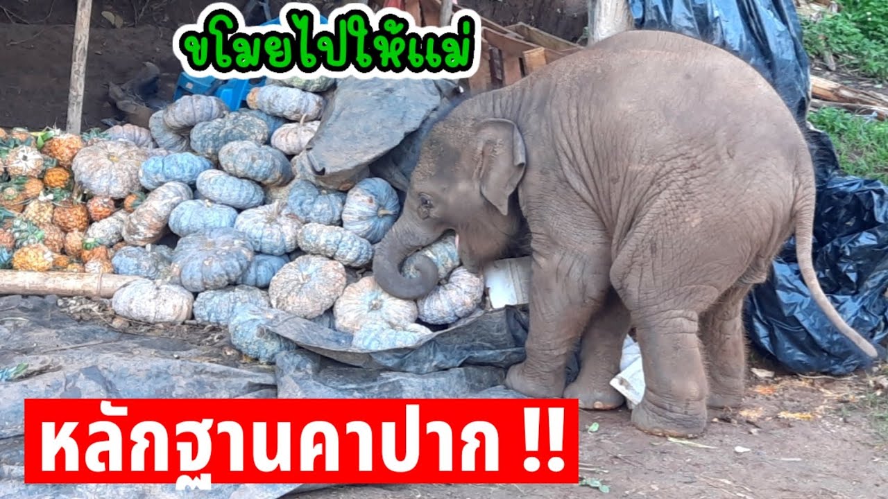 อภิชาตบุตรที่แท้จริง‼️ ตัวเล็กนิดเดียว จะขโมยผลไม้ไปฝากแม่ น้องจูเนียร์