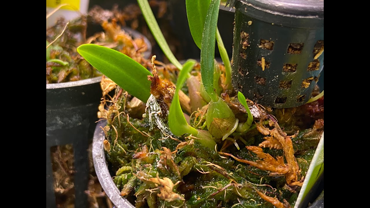 Indoor Bulbo Setup