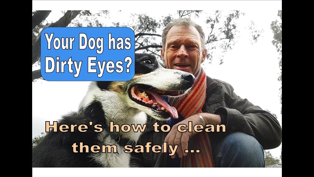 How to clean your dog's eyes and make your own saline eye wash.
