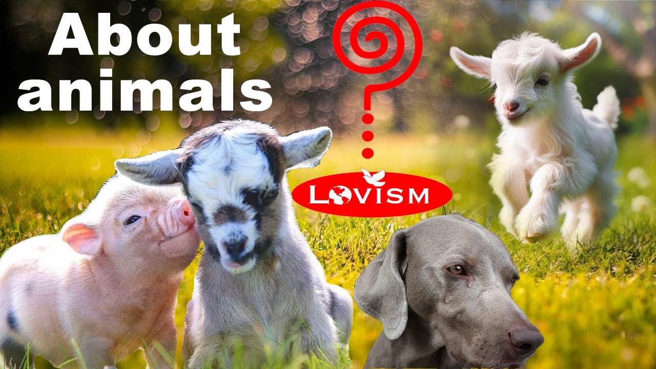 Episode 30 || JEEPRES || about animals || Master Godangel #mastergodangel