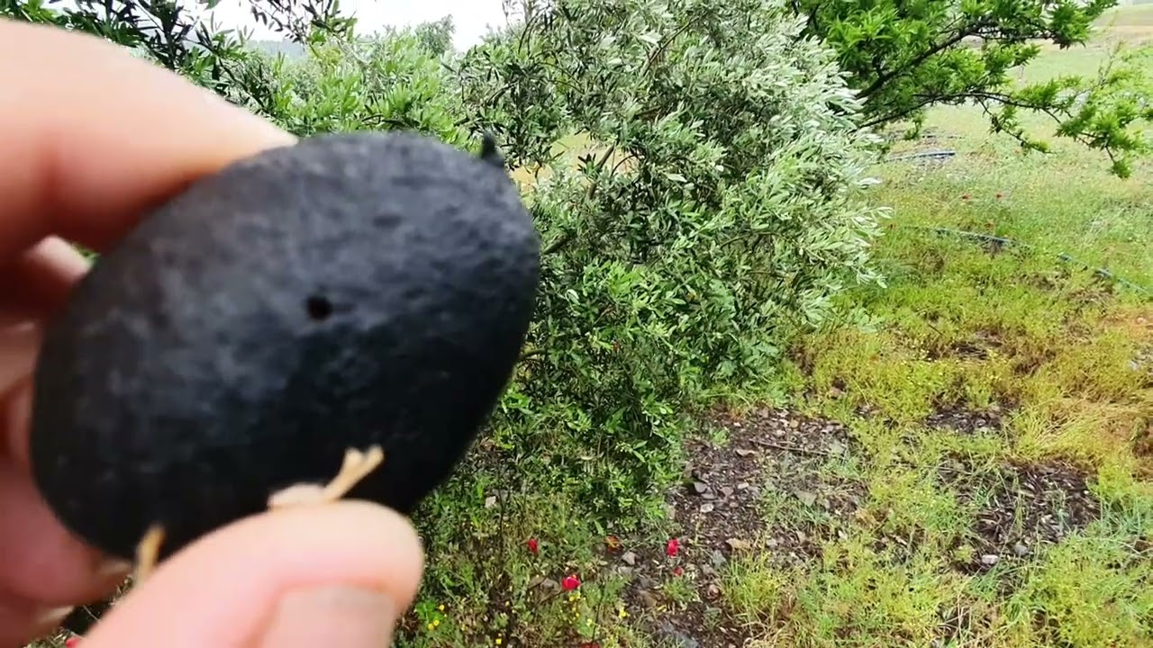 Badem ve Zeytin 60cm mesafe 7 yıllık deneyimiz tüm bildiklerinizi unutun