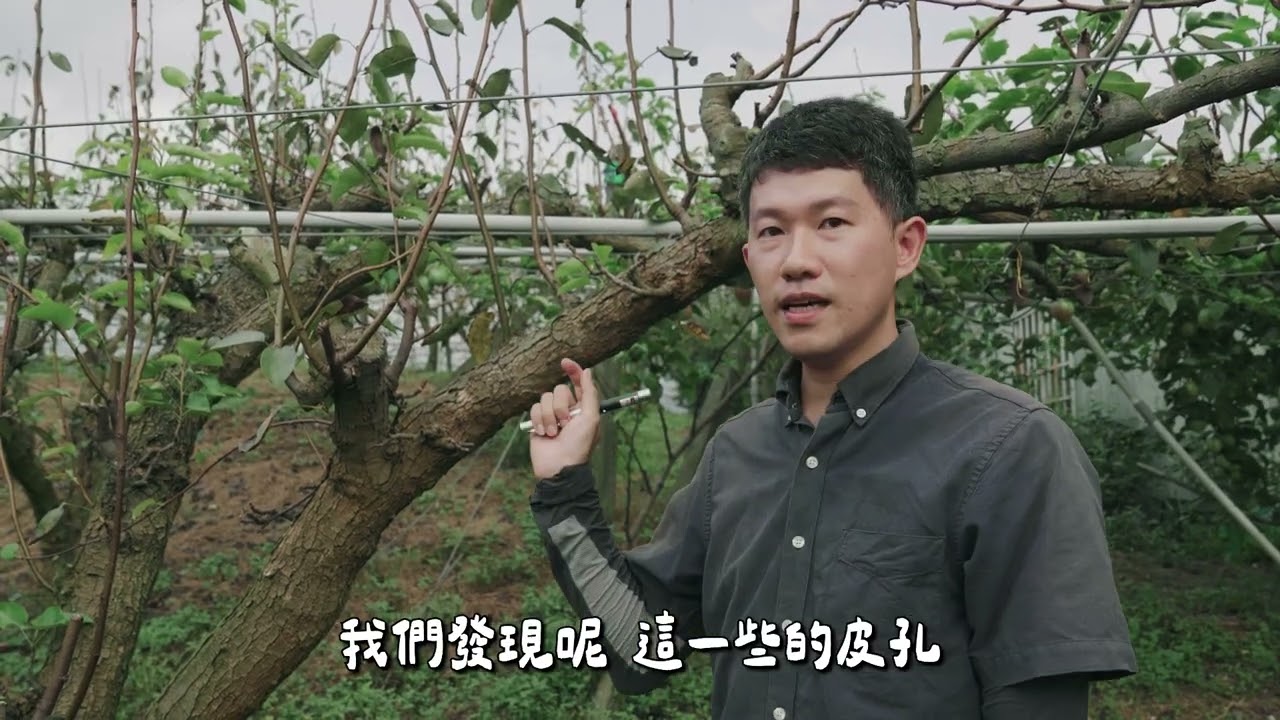 梨樹老化與冬季清園