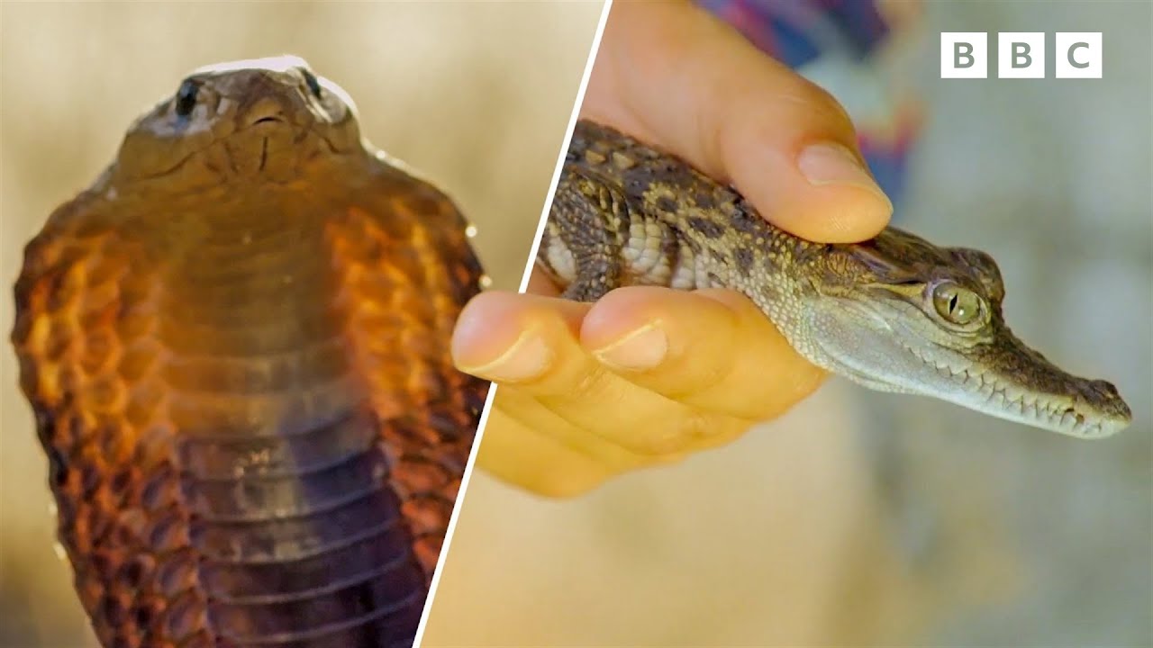 What do Baby Animals Eat and Drink? | Andy's Baby Animals | Andy's Amazing Adventures