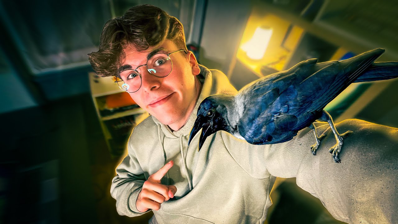 Le Corbeau - L’oiseau le Plus Intelligent au Monde
