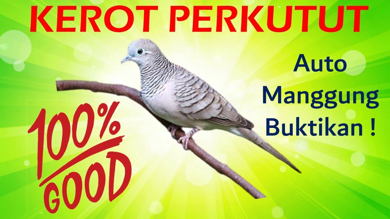 SUARA KEROT PERKUTUT