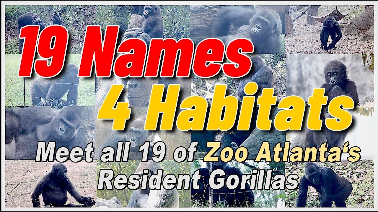 Names and Habitats of all 19 Zoo Atlanta Gorillas.