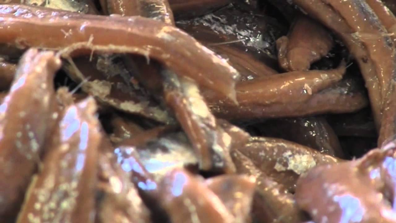 Proceso de elaboración de la Anchoa del Cantábrico - CODESA - Bienvenidos al Campo