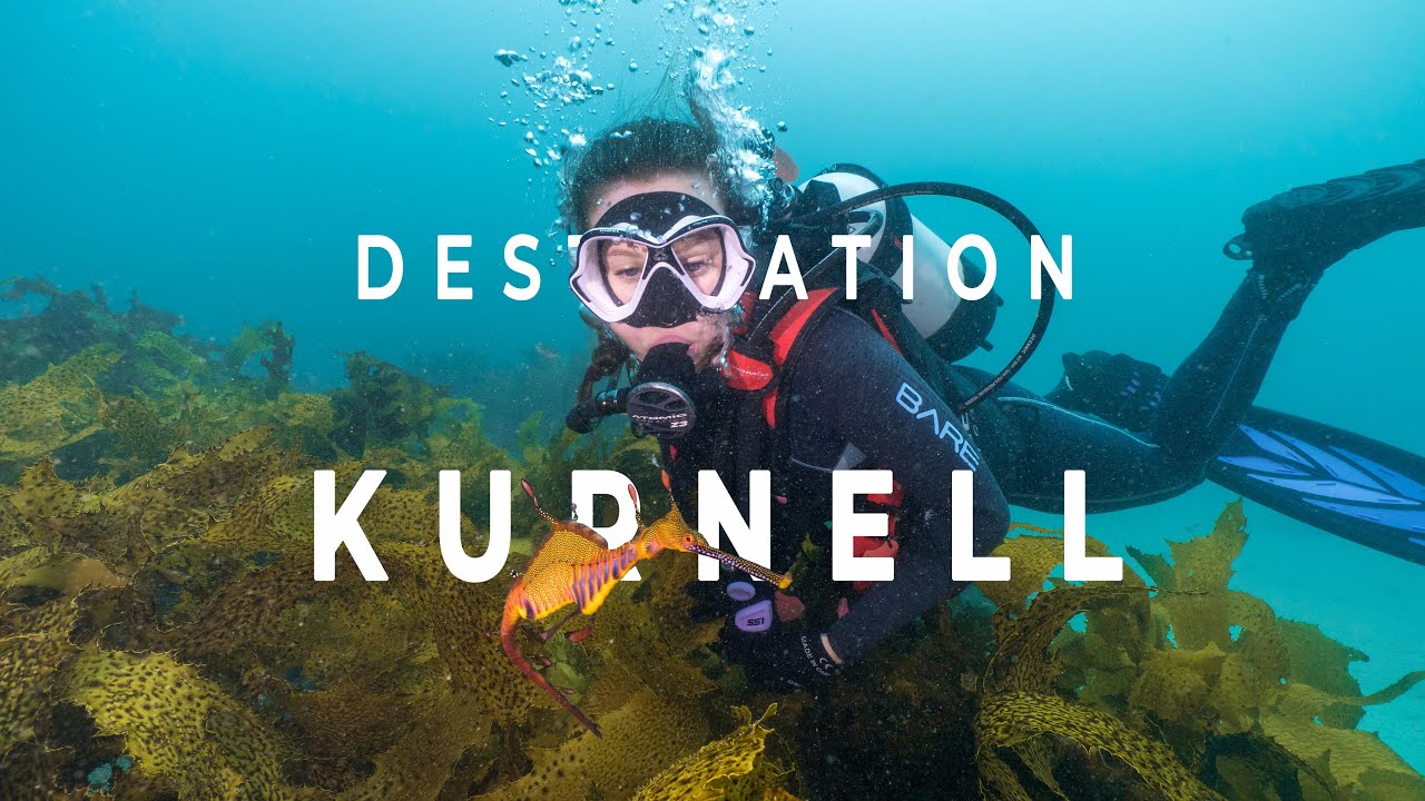 Home of the Weedy Sea Dragon - Kurnell (DNSW Highlight Reel)
