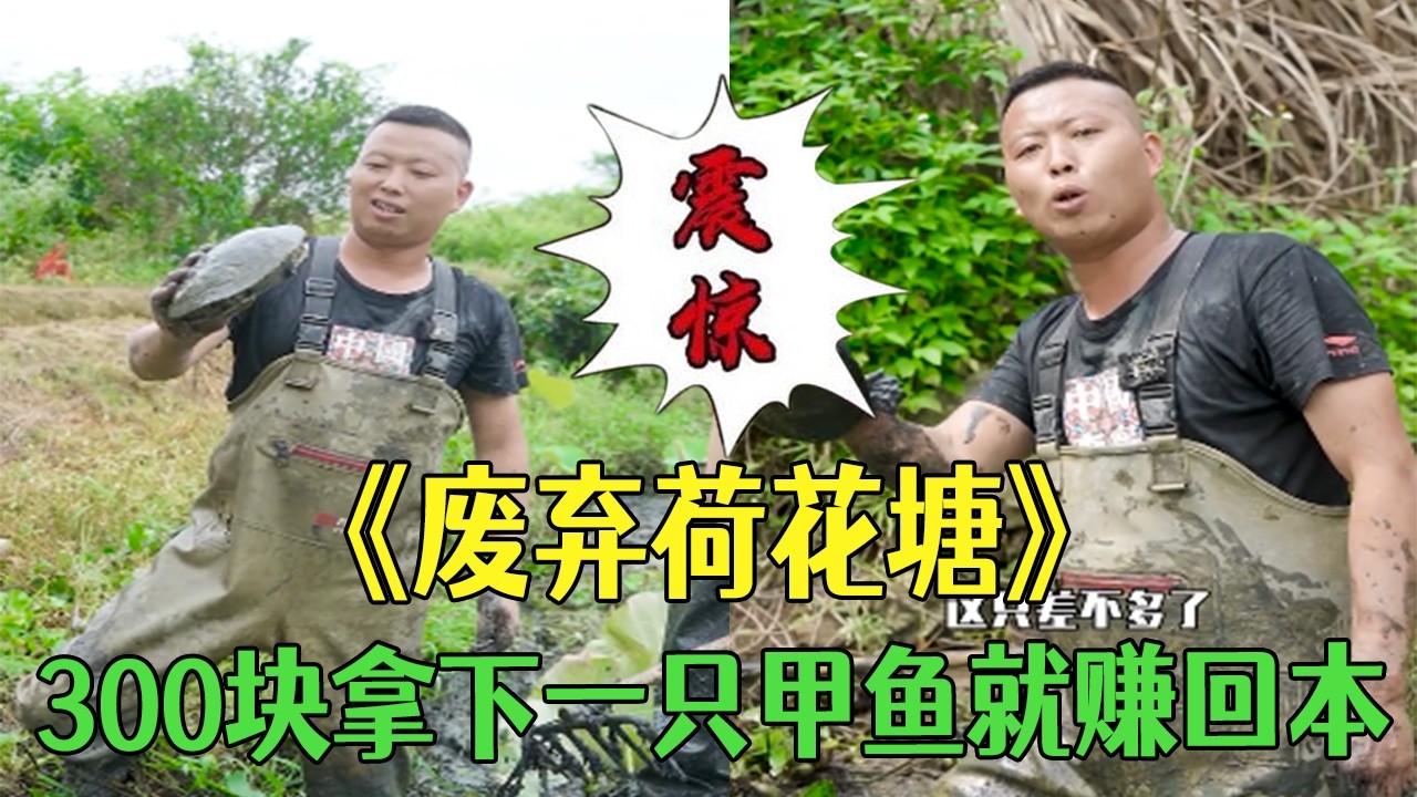 廢棄荷花塘300塊拿下，壹只甲魚就賺回本太給力了 #小飛哥#三農 #新農人計劃 #護外 #我要上熱門#包塘