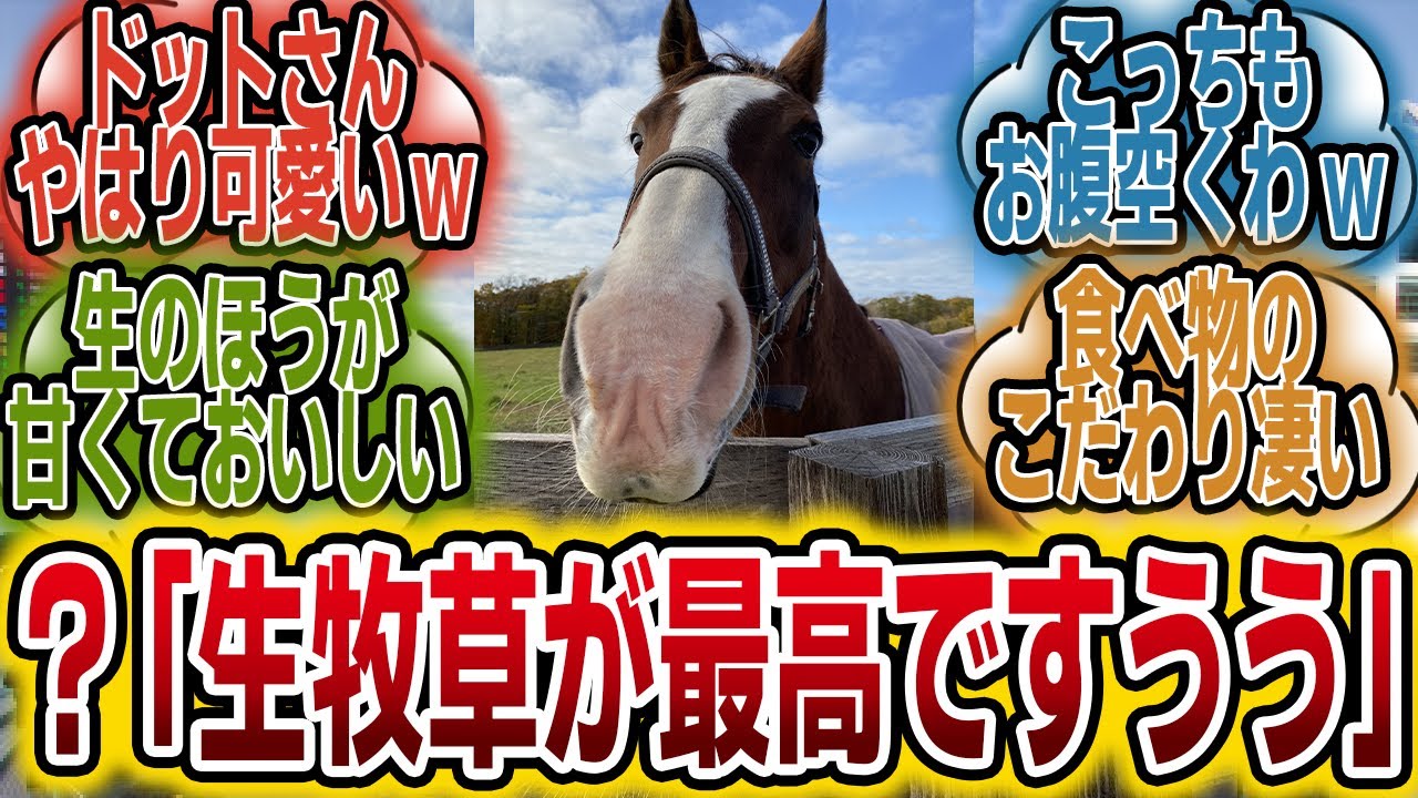「ドトウさん、おやつを拒否？！」に対するみんなの反応【競馬の反応集】