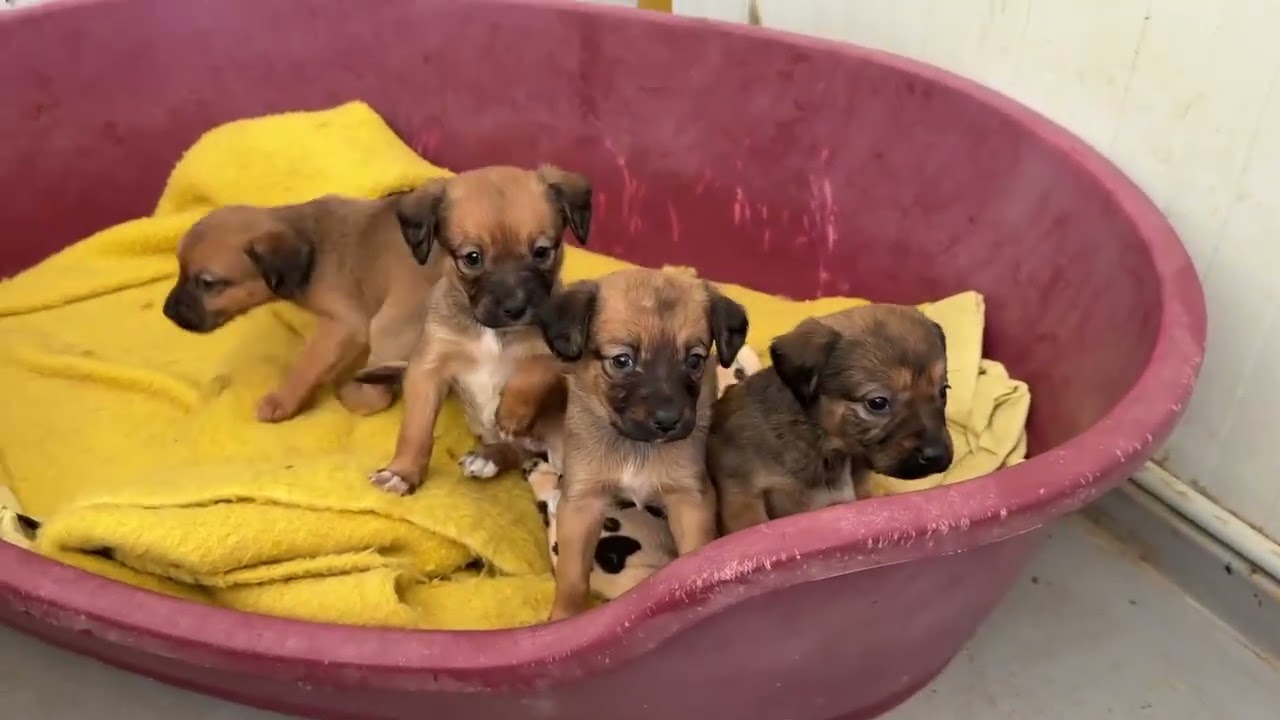 Mama Meli Is So Proud 😍 Her Puppies Are Growing Fast - Takis Shelter