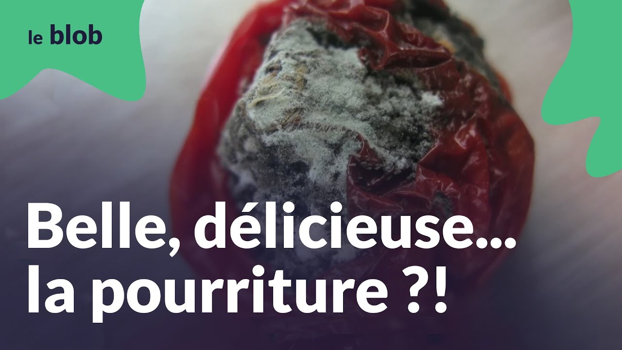 Moisissure, bactéries, champignons... Découvrez la beauté derrière la pourriture | Nuit du vivant #1