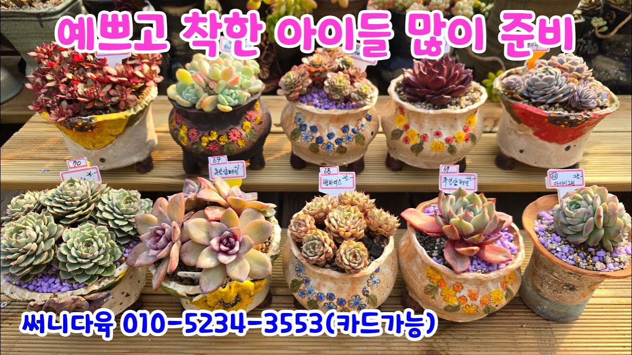 260122📍#써니다육 로즈민트 흑마금 루비로즈 캐럿여인 자수정 핑크프린스금 안나금 스위티캔디 버건디퀸 쿠도하나 노을 다빈치로즈