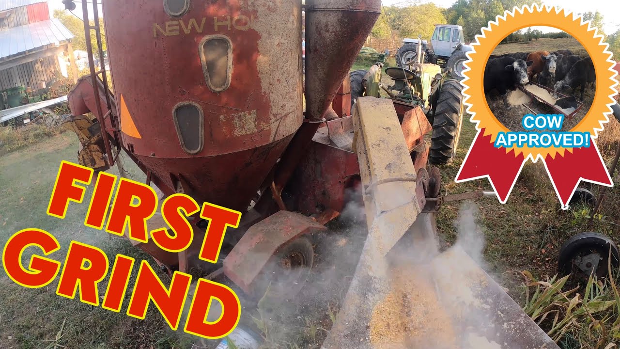 FIRST GRIND! CHEAPEST New Holland 352 Grinder Mixer gets it done!