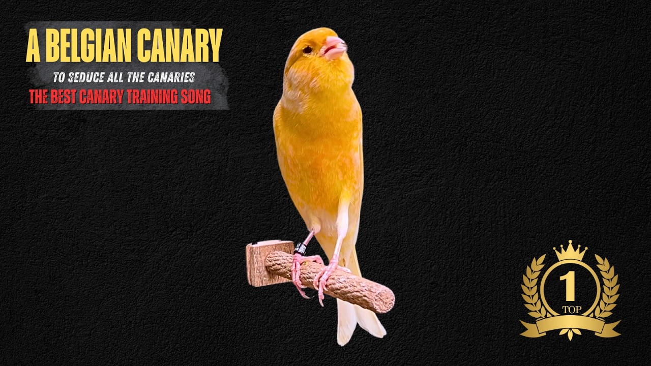A Belgian Canary to Seduce All The Canaries ‼️The Best Canary Training Song